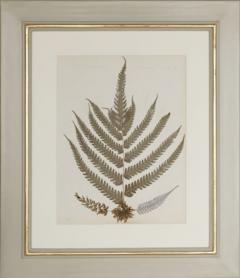 MARY ANN ARMSTRONG TWELVE 19TH CENTURY FRAMED PRESSED FERNS FROM NEW ZEALAND COLLECTED - 4313466