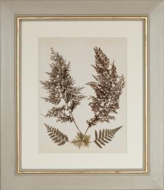MARY ANN ARMSTRONG TWELVE 19TH CENTURY FRAMED PRESSED FERNS FROM NEW ZEALAND COLLECTED - 4313469