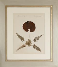 MARY ANN ARMSTRONG TWELVE 19TH CENTURY FRAMED PRESSED FERNS FROM NEW ZEALAND COLLECTED - 4313470