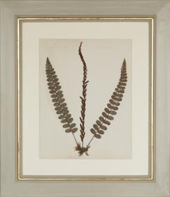 MARY ANN ARMSTRONG TWELVE 19TH CENTURY FRAMED PRESSED FERNS FROM NEW ZEALAND COLLECTED - 4313471
