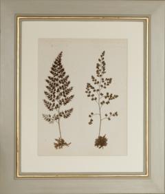 MARY ANN ARMSTRONG TWELVE 19TH CENTURY FRAMED PRESSED FERNS FROM NEW ZEALAND COLLECTED - 4313472