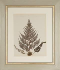 MARY ANN ARMSTRONG TWELVE 19TH CENTURY FRAMED PRESSED FERNS FROM NEW ZEALAND COLLECTED - 4313474