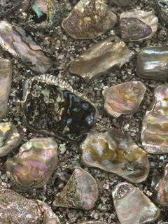 MID CENTURY ABALONE SPECIMEN TABLE - 4283021