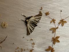 MID CENTURY BRASS AND GLASS DIORAMA WITH BUTTERFLIES HEADBOARD - 4637245