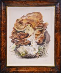 MRS T homas J ohn Hussey Group of Six Illustrations of British Mycology Fungi and mushrooms  - 1247945