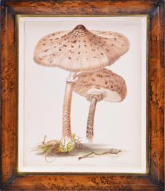 MRS T homas J ohn Hussey Group of Six Illustrations of British Mycology Fungi and mushrooms  - 1247946