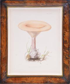 MRS T homas J ohn Hussey Group of Six Illustrations of British Mycology Fungi and mushrooms  - 1247947