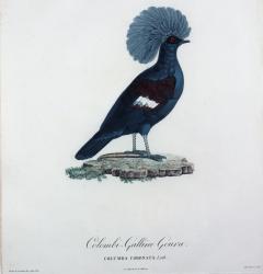 Madame Pauline Knip Engravings of A Pigeon Columba Coronata - 2166543
