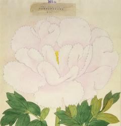 Magnificent Japanese Peony - 2085956