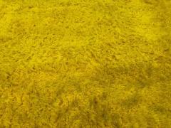 Magnificent XL Room Size Canary Yellow Shag Pile Rug Circa 60s - 3396904