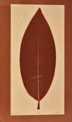 Magnolia Leaf II by Milford - 3364022