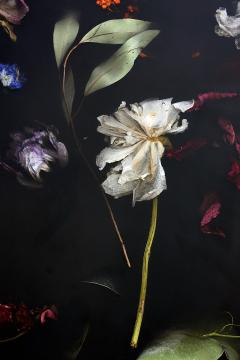 Marcin Rusak FLORA TABLE 274 - 2264281