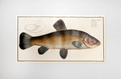 Marcus Elieser BLOCH Plate V Cyprinus Dobula Der D bel La Dobule by Marcus Elieser BLOCH - 3796844