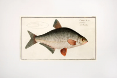 Marcus Elieser BLOCH Plate X Cyprinus Blicca Die G ster La Bordeliere  - 3796837