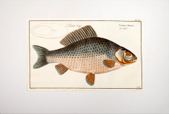 Marcus Elieser BLOCH Plate XII Cyprinus Gibelio Die Giebel by Marcus Elieser BLOCH - 3796836