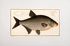 Marcus Elieser BLOCH Plate XIII Cyprinus Brama Der Bley od Brassem La Brehme The Bream  - 3796833