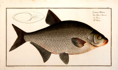 Marcus Elieser BLOCH Plate XIII Cyprinus Brama Der Bley od Brassem La Brehme The Bream  - 3796838