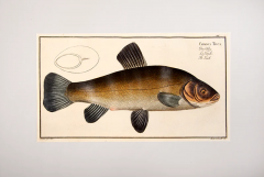 Marcus Elieser BLOCH Plate XIV Cyprinus Tinca Der Schley La Tanche The Tench  - 3796831