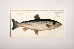 Marcus Elieser BLOCH Plate XX Salmo Salar Foem Der Lachs Le Saumon The Salmon  - 3796825