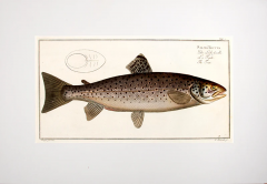 Marcus Elieser BLOCH Plate XXI Salmo Trutta Die Lachs forelle La Truite The Trut  - 3796821