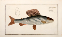 Marcus Elieser BLOCH Plate XXIV Salmo Thymallus Die Aesche The Grayling LOmbre dAuvergne  - 3796822