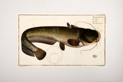 Marcus Elieser BLOCH Plate XXXIV Silurus Glanis Der Wels Le Silure The Sheat Fish  - 3796816