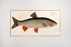 Marcus Elieser BLOCH Plate XXXVI Cyprinus Jdus Der K hling LFde by Marcus Elieser BLOCH - 3796814