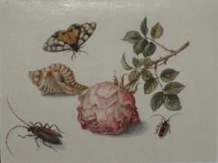 Margareta de Heer Still Life with Rose Insects Butterfly and Conch Shell - 1020377