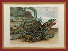 Maria Sibylla Merian MERIAN Alligator with Snake and a Lizard  - 2321429