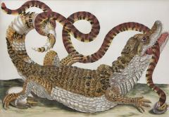 Maria Sibylla Merian MERIAN Alligator with Snake and a Lizard  - 2321431