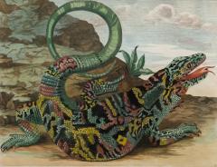 Maria Sibylla Merian MERIAN Alligator with Snake and a Lizard  - 2321432