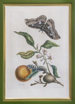 Maria Sibylla Merian MERIAN Maria Sibylla A Group of Six Flowers Insects and Fruits  - 2077348