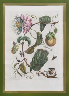 Maria Sibylla Merian MERIAN Maria Sibylla A Group of Six Flowers Insects and Fruits  - 2077349