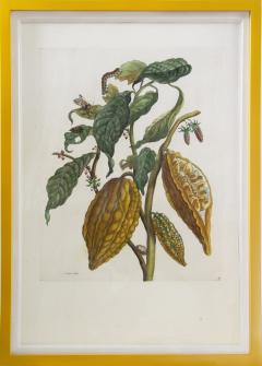 Maria Sibylla Merian Merian Maria Sibyl A Group of Six Flowers Insects and Fruits  - 1957979