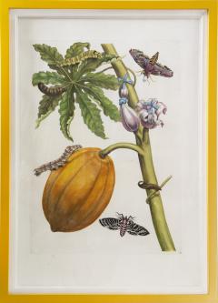 Maria Sibylla Merian Merian Maria Sibyl A Group of Six Flowers Insects and Fruits  - 1957980