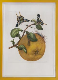 Maria Sibylla Merian Merian Maria Sibyl A Group of Six Flowers Insects and Fruits  - 1957982