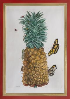 Maria Sibylla Merian Merian The Pineapple Fruit  - 1969835