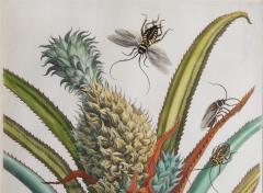 Maria Sybilla Merian Merian The Pineapple Fruit and Foliage  - 1969884