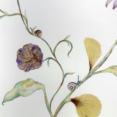 Marilla Palmer Morning Glory and Echinacea - 3286303