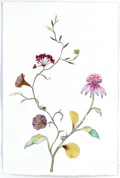 Marilla Palmer Morning Glory and Echinacea - 3286304