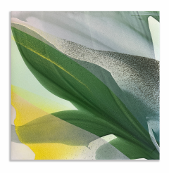 Marina Savashynskaya Dunbar Magnolia X 2025 - 4282694