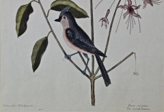 Mark Catesby 18th Century Catesby Hand colored Bird Plant Engraving The Crested Titmous  - 2696196