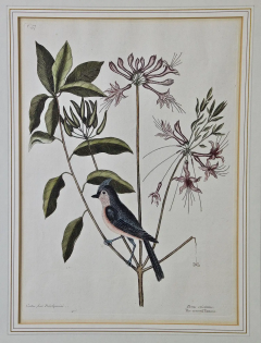 Mark Catesby 18th Century Catesby Hand colored Bird Plant Engraving The Crested Titmous  - 2696252