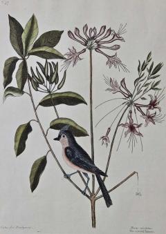 Mark Catesby 18th Century Catesby Hand colored Bird Plant Engraving The Crested Titmous  - 2701195