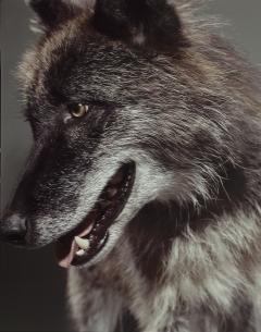 Markus Klinko The Wolf - 3643055