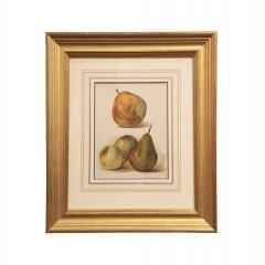 May Rivers Set of Nine Fruit Chromolithographs by May Rivers English circa 1892 - 4478683