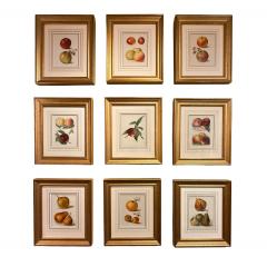 May Rivers Set of Nine Fruit Chromolithographs by May Rivers English circa 1892 - 4478684