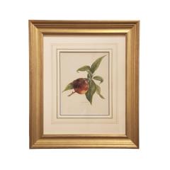 May Rivers Set of Nine Fruit Chromolithographs by May Rivers English circa 1892 - 4478685
