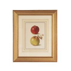 May Rivers Set of Nine Fruit Chromolithographs by May Rivers English circa 1892 - 4478688