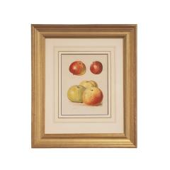 May Rivers Set of Nine Fruit Chromolithographs by May Rivers English circa 1892 - 4478689